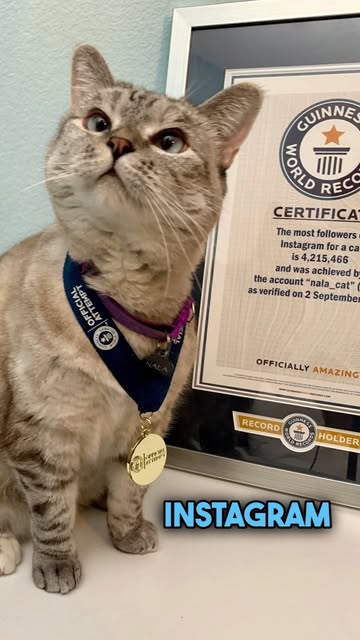 Nala Cat with Guinness medal