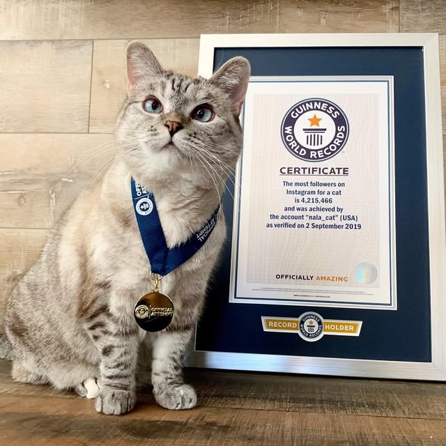 Nala Cat with Guinness World Record certificate