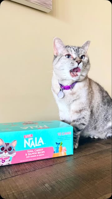 Nala Cat expressive portrait