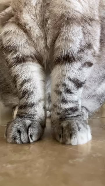 Nala Cat paws close-up